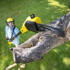 Best Tree Trimming and Pruning  in San Andreas, CA