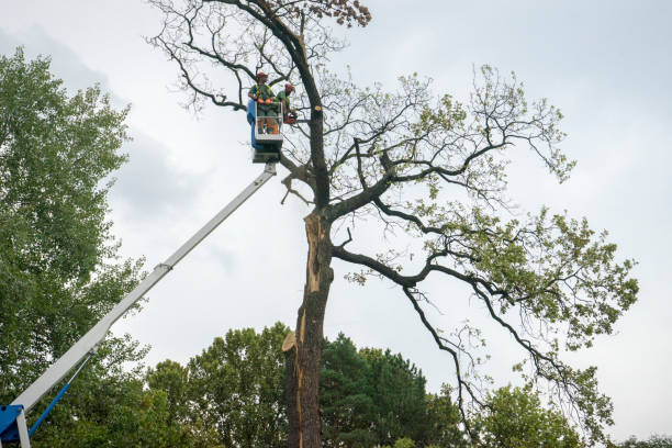 Reliable San Andreas, CA  Tree Services Solutions