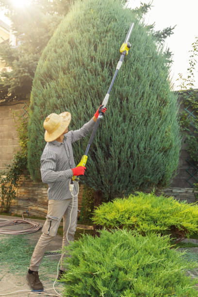 Best Lawn Irrigation Installation and Maintenance  in San Andreas, CA